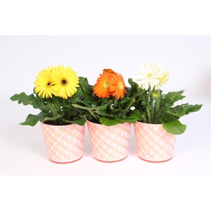 Gerbera gemengd 2+bl 12cm in roze beker met gouden ruitjes