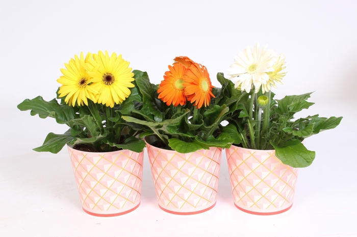 <h4>Gerbera gemengd 2+bl 12cm in roze beker met gouden ruitjes</h4>