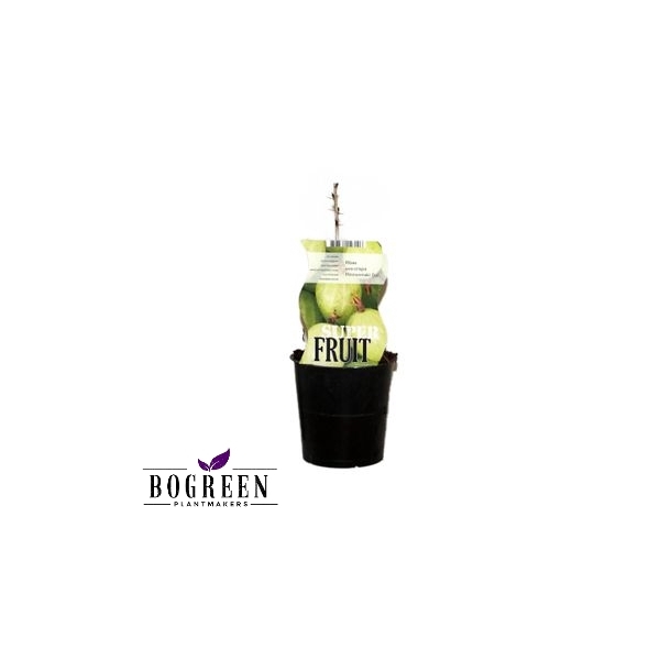 <h4>Ribes Hinnonmaki Gül (12057)</h4>
