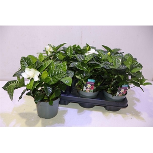 Gardenia Jasminoides