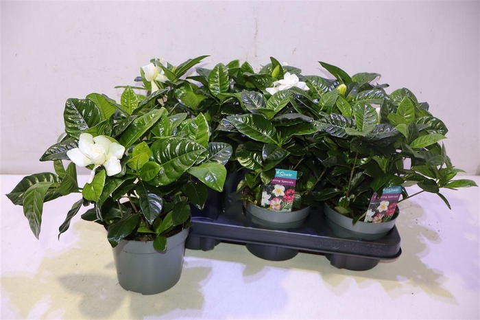 <h4>Gardenia Jasminoides</h4>