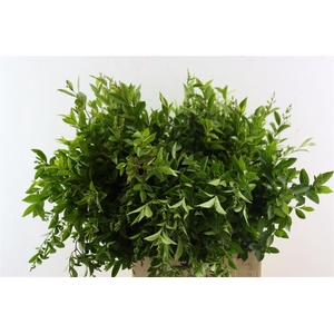Ligustrum Vulgare 80cm P Bundle