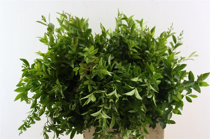 <h4>Ligustrum Vulgare 80cm P Bundle</h4>
