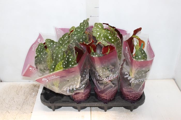 <h4>BEGONIA MACULATA P13 PO</h4>