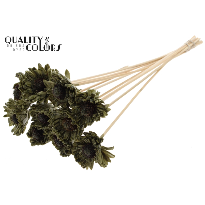 <h4>Shola Daisy Sunflower 6cm on stem Wax Olive</h4>