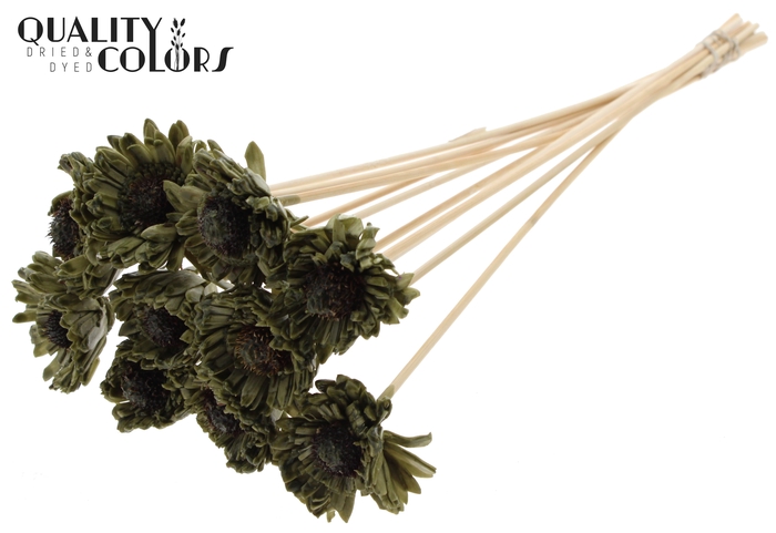 Shola Daisy Sunflower 6cm on stem Wax Olive