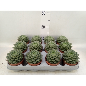 Echeveria   ...