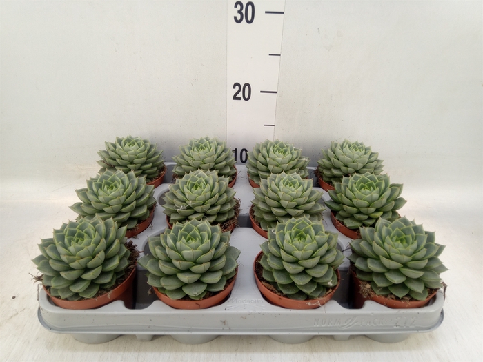 <h4>Echeveria   ...</h4>