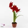 HIPPEASTRUM RED PEACOCK P13