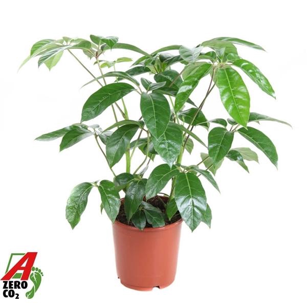 <h4>Schefflera actinophylla 'Amate'</h4>