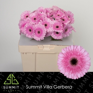 Gerbera Pre-Semmy Water