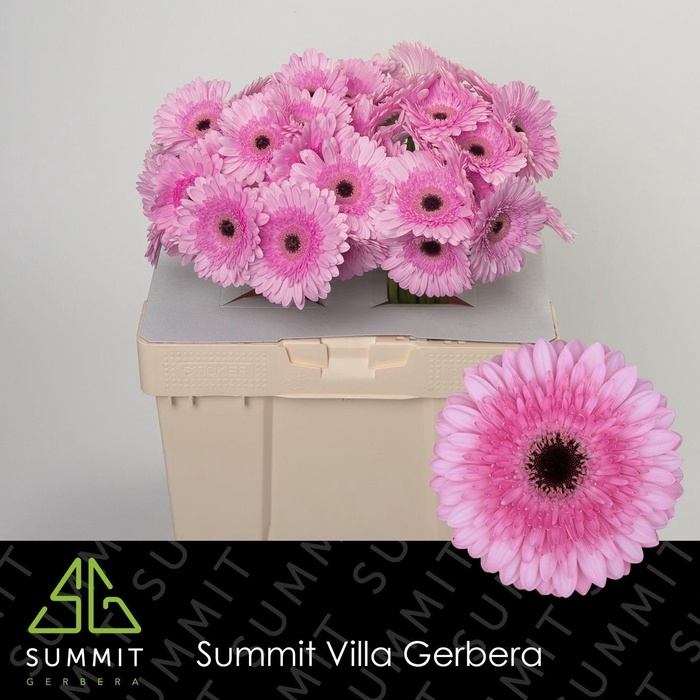 <h4>Gerbera Pre-Semmy Water</h4>