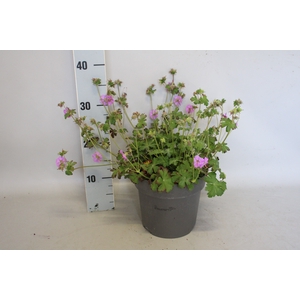 vaste planten 19 cm  Geranium Cantabrigiense Cambridge