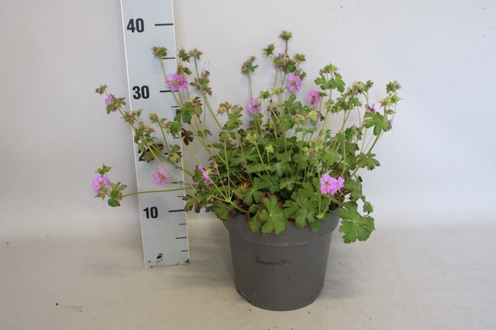 <h4>vaste planten 19 cm  Geranium Cantabrigiense Cambridge</h4>