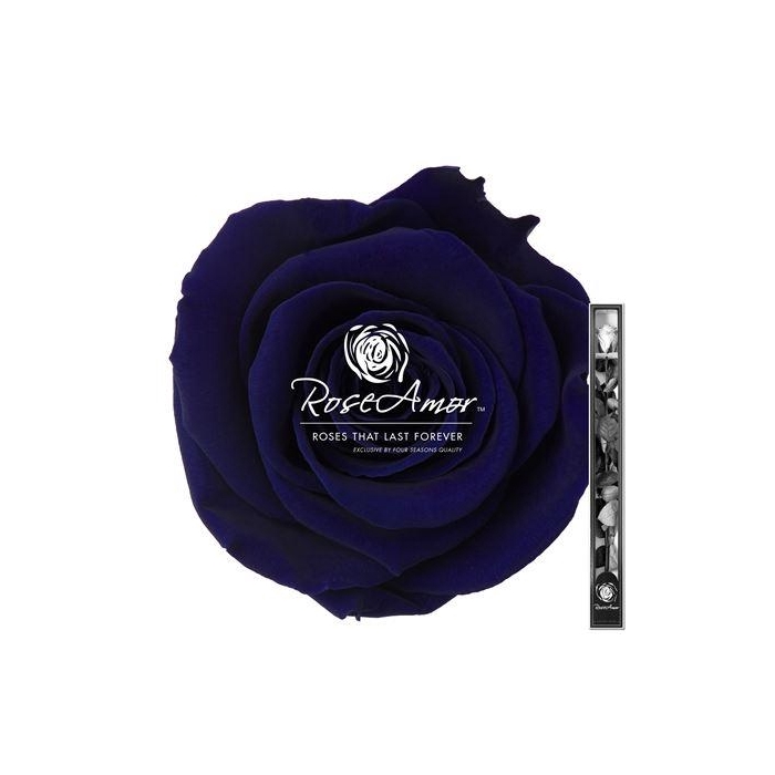 <h4>60cm Stem Blu03</h4>