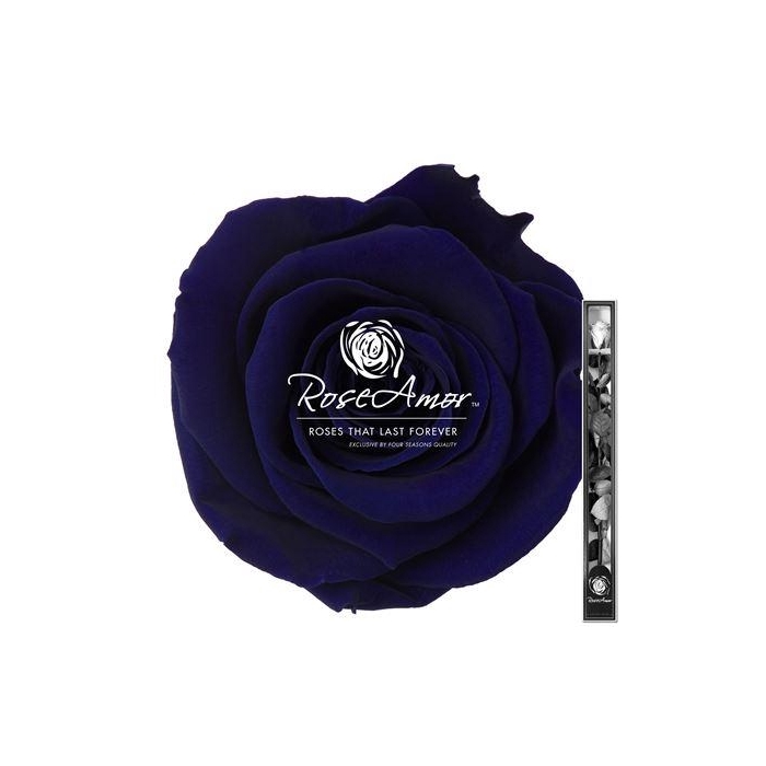 <h4>60cm Stem Blu03</h4>