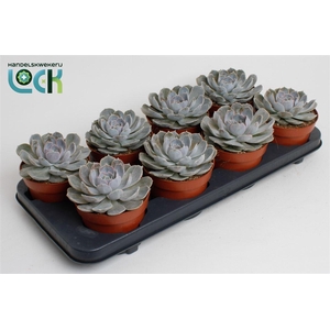 Echeveria overig zonder bloem
