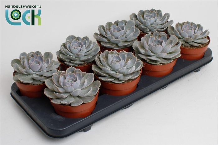 <h4>Echeveria overig zonder bloem</h4>