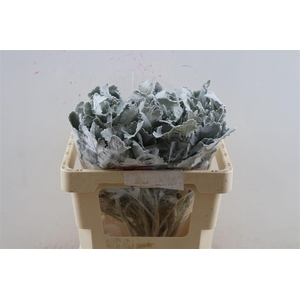 Senecio Cineraria Lavender