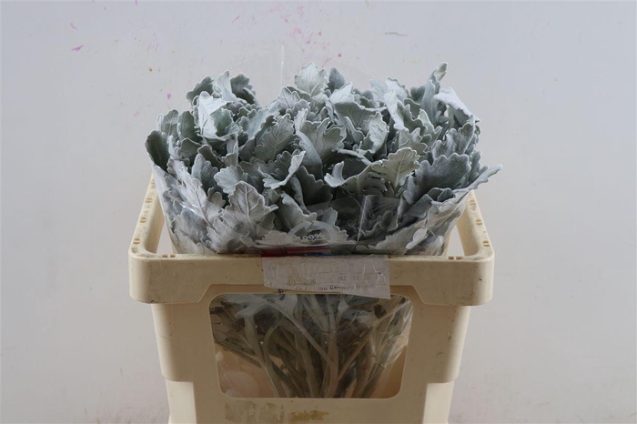 Jacobaea Senecio New Look