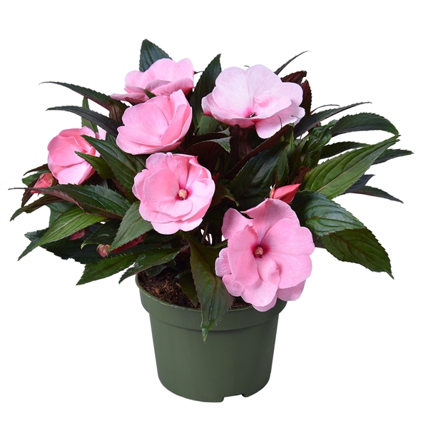 <h4>Impatiens New Guinea ''Tamarinda'' Licht roze</h4>