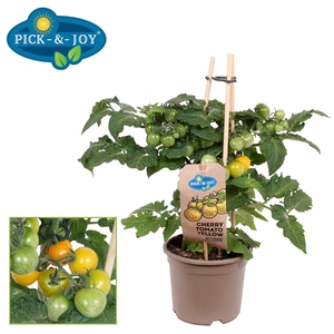 PICK-&-JOY® Cherry Tomato Yellow