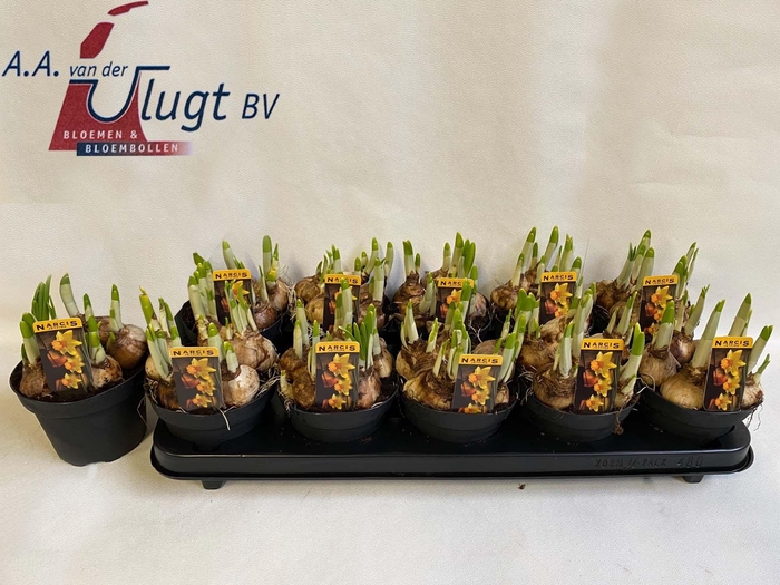 <h4>NARC C JETFIRE</h4>