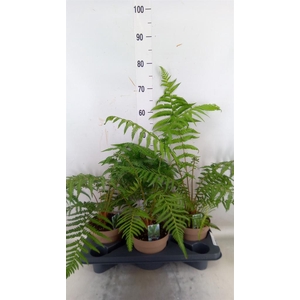 Dicksonia antarctica