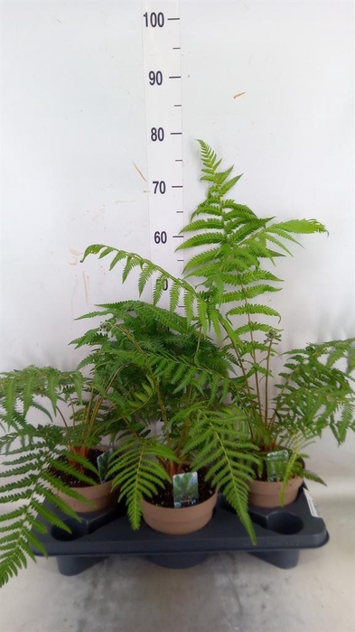 <h4>Dicksonia antarctica</h4>