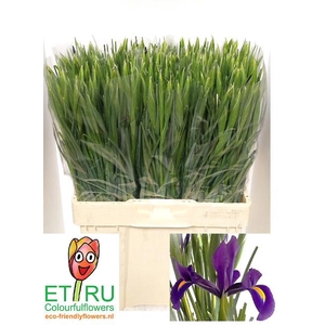 IRIS HONG KONG
