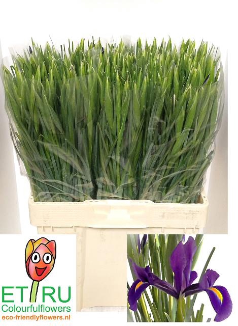 <h4>IRIS HONG KONG</h4>