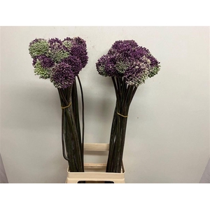 ALLIUM SUMMER BEAUTY