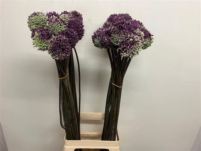 <h4>ALLIUM SUMMER BEAUTY</h4>