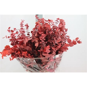 Euca Stuart Stabil Red Glow