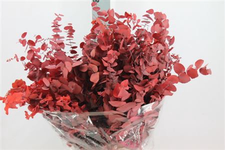 <h4>Euca Stuart Stabil Red Glow</h4>