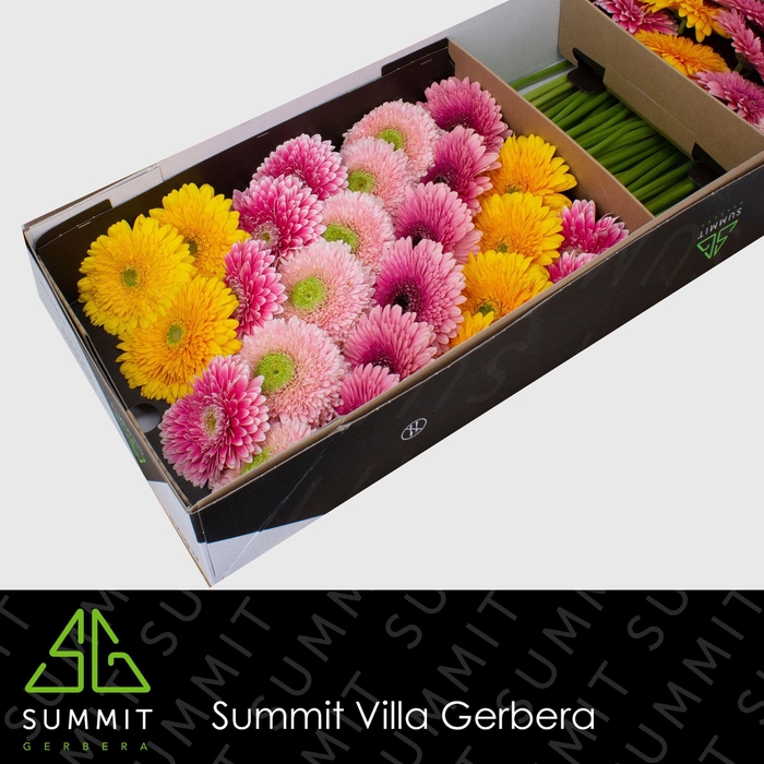 <h4>GE GB POM GEMENGD</h4>