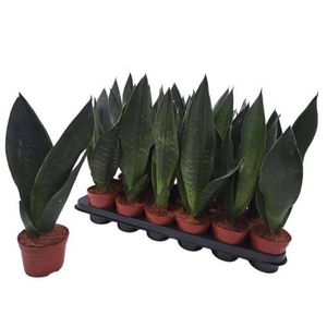 SANSEV TRIFASCIA  OV