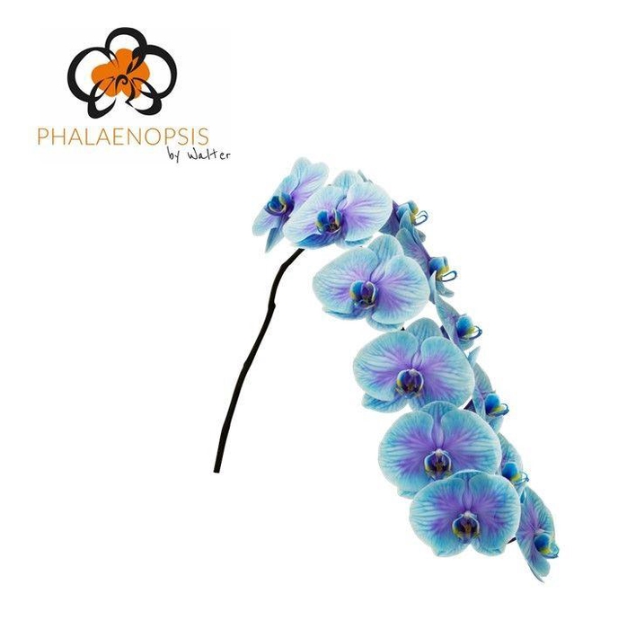 <h4>Phal Coloured Blue Lagoon 10-14</h4>