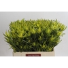 Leucadendron Pisa Spray