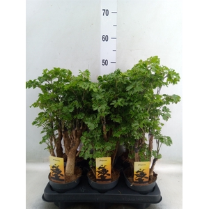 Polyscias fruticosa