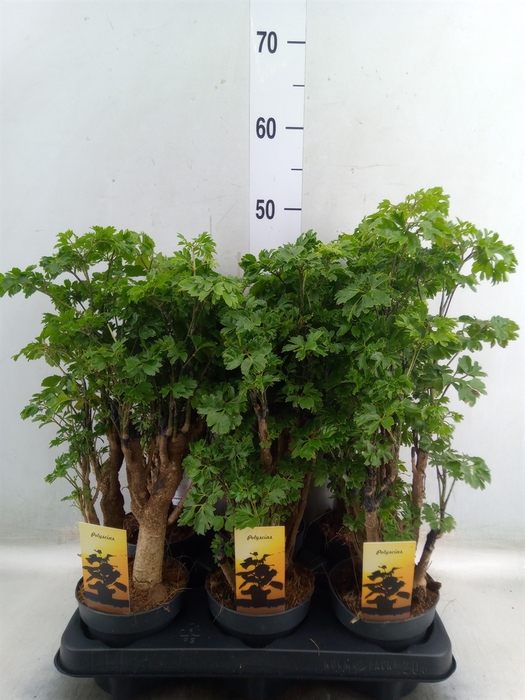<h4>Polyscias fruticosa</h4>