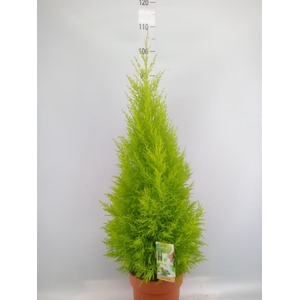 Cupressus macro. 'Goldcrest Wilma'