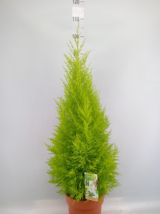 <h4>Cupressus macro. 'Goldcrest Wilma'</h4>