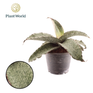 Sansevieria Kirkii Silver Blue 19cm