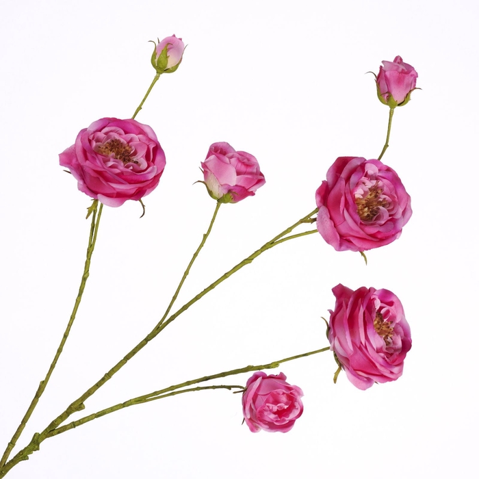 Rosa Spray Beauty FL440343BEA