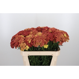 Achillea Overig