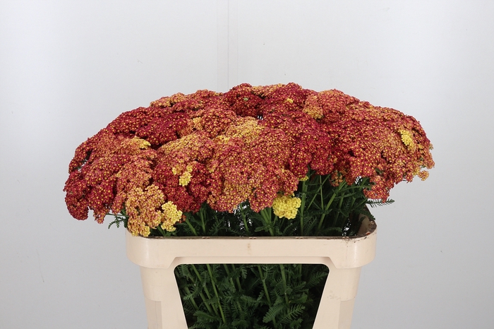<h4>Achillea Overig</h4>