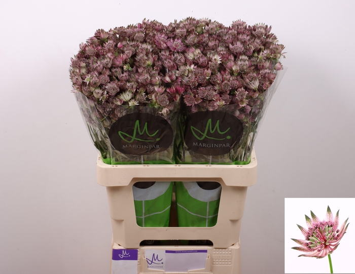 <h4>Astr Star Of Africa</h4>