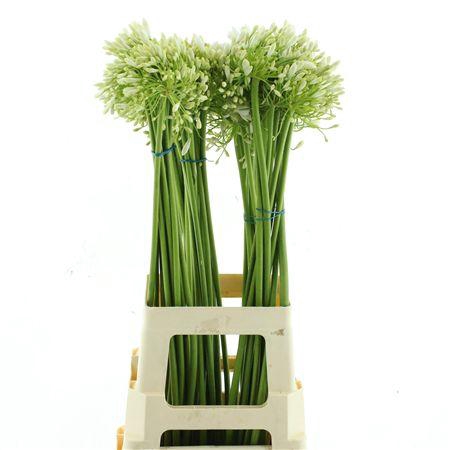<h4>Agapantus Gletsjer</h4>