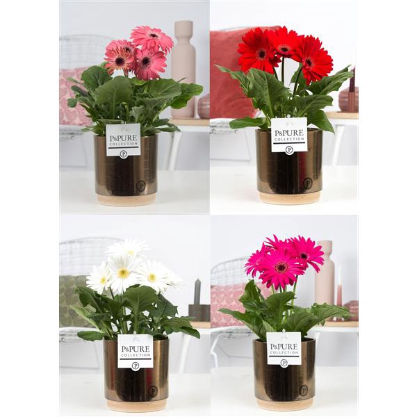 <h4>Gerbera belicht 2+ in Pure Julia bronze luxe keramiek</h4>